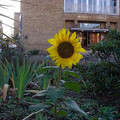 171208_sunflower.jpg