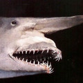 Goblin-shark.jpg