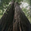 Redwood2.JPG