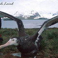 a12 albatross.jpg