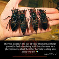 asian giant hornet 2.jpg
