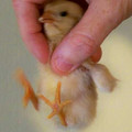 baby-chick-rooster (1).jpg