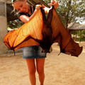 fruit bat.jpg
