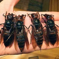 giant black wasps.jpg