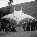 giant oceanic manta ray.jpg