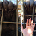 gorilla hands.jpg