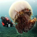 huge_jellyfish.jpg