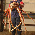 japapnese spider crab 2.jpg