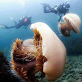 jellyfish_giant.jpg