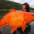 largest koi carp caught in the wild.jpg