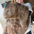 largest wombat.jpg