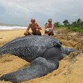 leatherback sea turtle.jpg