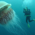 lion's mane jellyfish.jpg