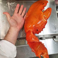 lobster claw.jpg