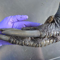 male southern cassowary claw.jpg