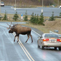 moose 3.jpg
