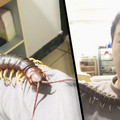 scolopendrac centipede 2.jpg