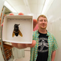 wallace's giant bee.jpg