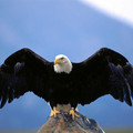 wingspan_bald-eagle.jpg