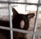 https://kiwicdn.akamaized.net/us-w-1/3169/76t5ZhTRtN4amHBfgdrPkS.gif