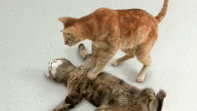 https://kiwicdn.akamaized.net/us-w-1/7150/EzaCSYyCpegeyKKPaw8rkh.gif