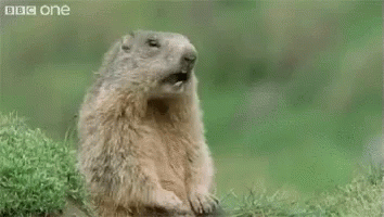 https://kiwicdn.akamaized.net/us-w-1/c27f/R22NtuwwnXSK8kpBa4Eyqs.gif