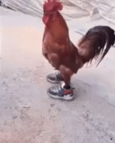 https://kiwicdn.akamaized.net/us-w-1/ff0f/YVkmwuhDrjgRWjSm5qq8mR.gif