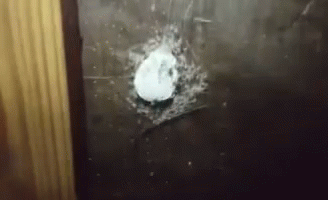 https://kiwicdn.akamaized.net/us-w-1/bc3a/QF87QfpTu7SztUrmyYniML.gif