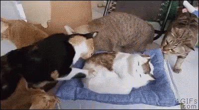 https://kiwicdn.akamaized.net/us-w-1/91c1/JzvjsiQDh3MWYka7bGVN5d.gif