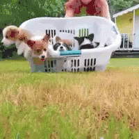 https://kiwicdn.akamaized.net/us-w-1/5bae/CKeFqu12Cfce7tfmWcML4r.gif