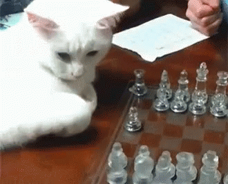 https://kiwicdn.akamaized.net/us-w-1/4d88/AaHwQSemE8pZtN22MqEzJH.gif