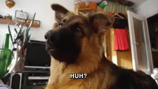 https://kiwicdn.akamaized.net/us-w-1/a1a6/LxmXqX5cDRLag4Grw8oeuR.gif