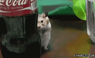 https://kiwicdn.akamaized.net/us-w-1/d167/SrnZKXEYAQ8FSWX26e9mtx.gif