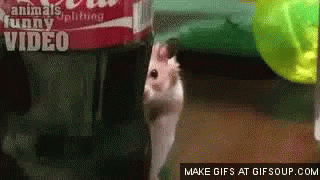 https://kiwicdn.akamaized.net/us-w-1/47a7/9rC44c1cYfQAYKLKgayTzi.gif