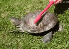 https://kiwicdn.akamaized.net/us-w-1/306c/6yptevTSbzq9GUQpZRfWdw.gif