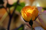 https://kiwicdn.akamaized.net/us-w-1/dd18/UJWVRPTvSMHXekP1fwDUq9_150.jpg