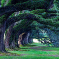 300_year_old_oak_trees.jpg