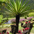 Bromeliaceae-Martinique.we.jpg