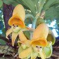 Catasetum-happy_face_orchids.jpg