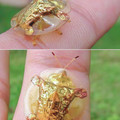 Golden_Tortoise_Beetle.jpg