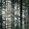 alaska_trees_1_.jpg