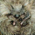 Hedgehog-curled-up.jpg