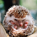 Hedgehogs-curled-up.jpg