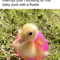 baby duck with floaty.jpg