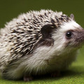 baby-hedgehog.jpg