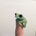 cute_frog.jpg