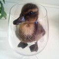 duckling in cup.jpg