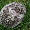 hedgehog-hibernation_1_.jpg