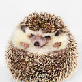 hedgehog1.jpg