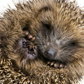hedgehog_curled_up_in_a_ball_spines_legs_72542_3840x2400.jpg